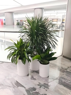 宁波绿化修剪公司